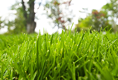 Pasture Over Seeding