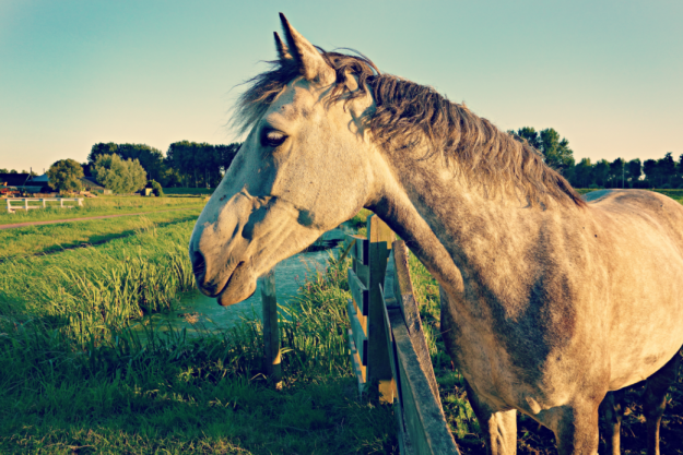 Brown Horse Portrait