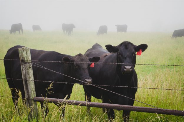 Cows in a Field 