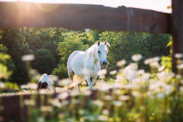 White Horse in a field 