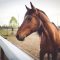 Brown Horse Portrait