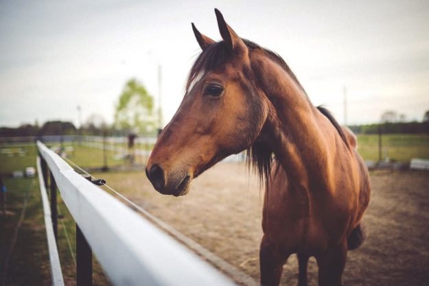 Brown Horse Portrait