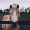 Horse Portrait in a field