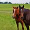 horse-paddock